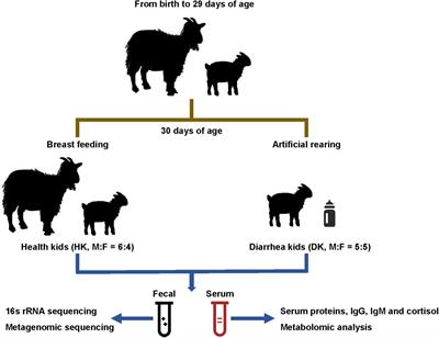 Early Weaning and Milk Substitutes Affect the Gut Microbiome, Metabolomics, and Antibody Profile in Goat Kids Suffering From Diarrhea